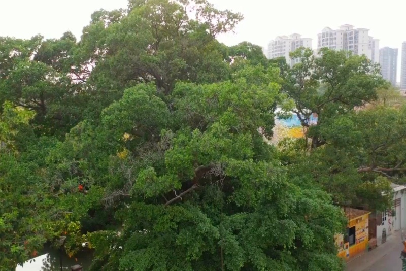 我為古樹攢能量！望牛墩共有83株古樹開放認捐