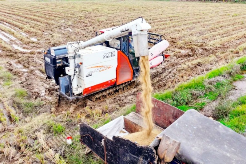 望牛墩：晚造水稻進入收割期  田間奏響&ldquo;豐收曲&rdquo;