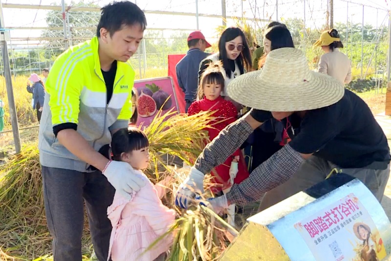 望牛墩：田間課堂助成長 盛豐農業園開展稻谷收割親子活動