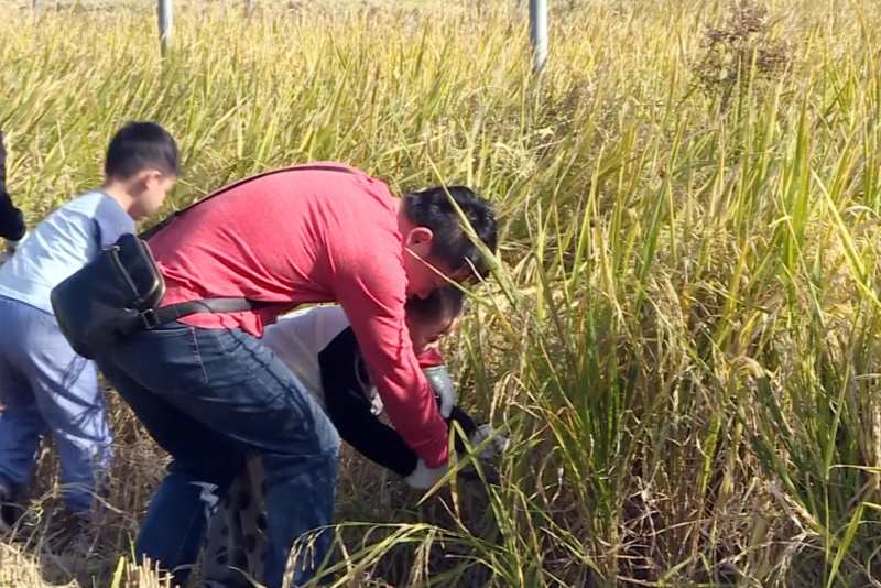 農文旅融合，望牛墩這個農業園玩法多