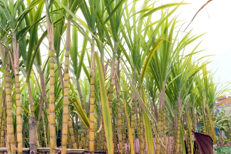 本地甘蔗成熟  蔗農(nóng)忙碌收成