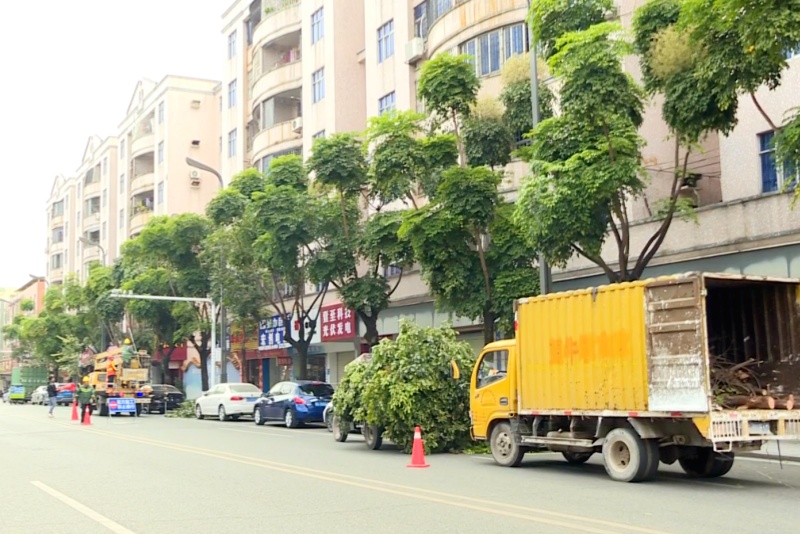 望牛墩：修剪樹木美環境 嶄新面貌迎新年 