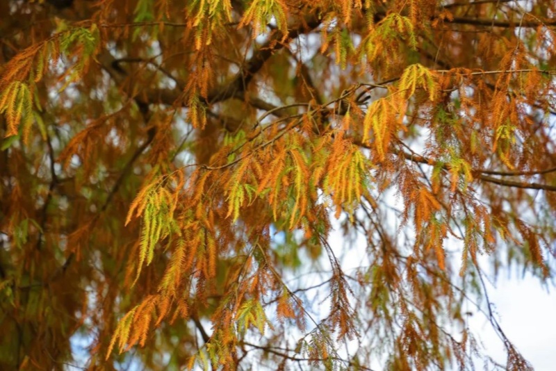 美景來襲！落羽杉為望牛墩換上&ldquo;焦糖色冬裝&rdquo;