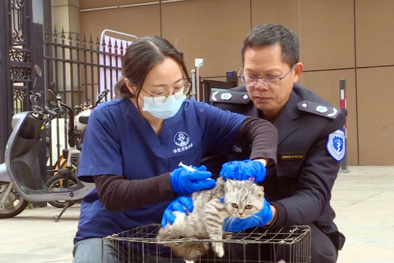 犬貓狂犬病疫苗免費打！望牛墩鎮(zhèn)春季動物集中防疫工作本周日啟動