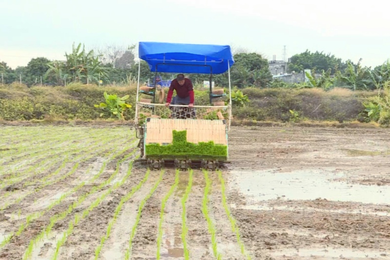 望牛墩：搶抓農(nóng)時(shí)忙春耕  機(jī)械化插秧促生產(chǎn)