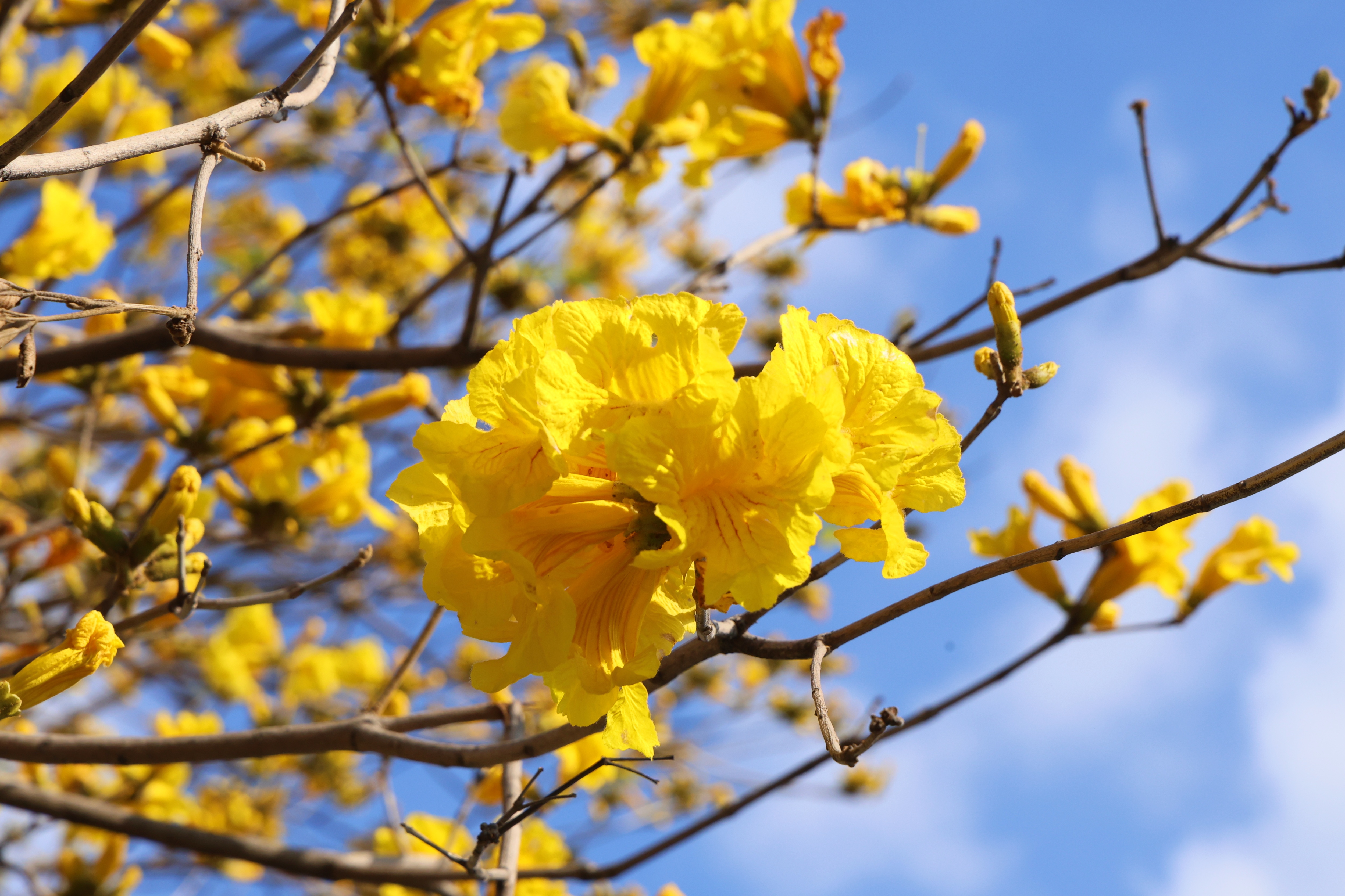 浪漫值超標！歡迎進入望牛墩的&ldquo;花花世界&rdquo;&rarr;