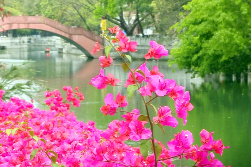 望牛墩：專屬&ldquo;繁花&rdquo;上新 踏青賞花正當時