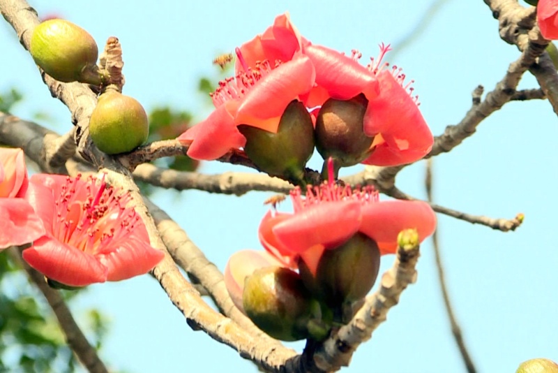 望牛墩：木棉花開來報春 滿樹紅花春意濃