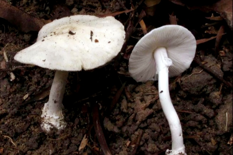 春季毒蘑菇頻現身 不采不食保平安