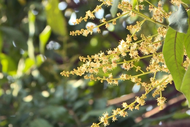 望牛墩李屋村龍眼花開  滿村春色正當時！