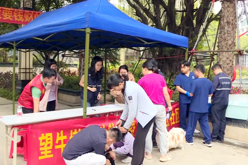 望牛墩：全面完成春季動物集中免疫工作  筑牢動物免疫屏障