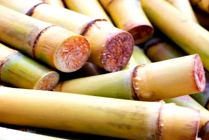 春季食蔗有風險！霉變甘蔗中毒或成&ldquo;致命陷阱&rdquo;