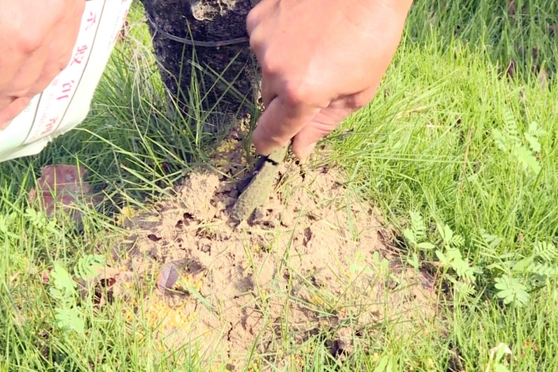 紅火蟻進入繁殖高峰期 市民戶外活動需警惕&ldquo;蟻&rdquo;外風險