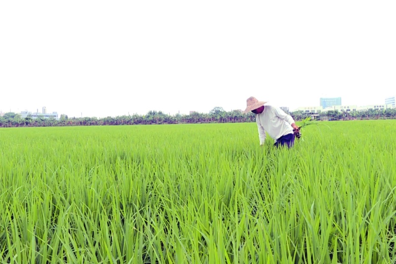 望牛墩：立夏時節  農作物生長旺盛  農戶加強田間管理