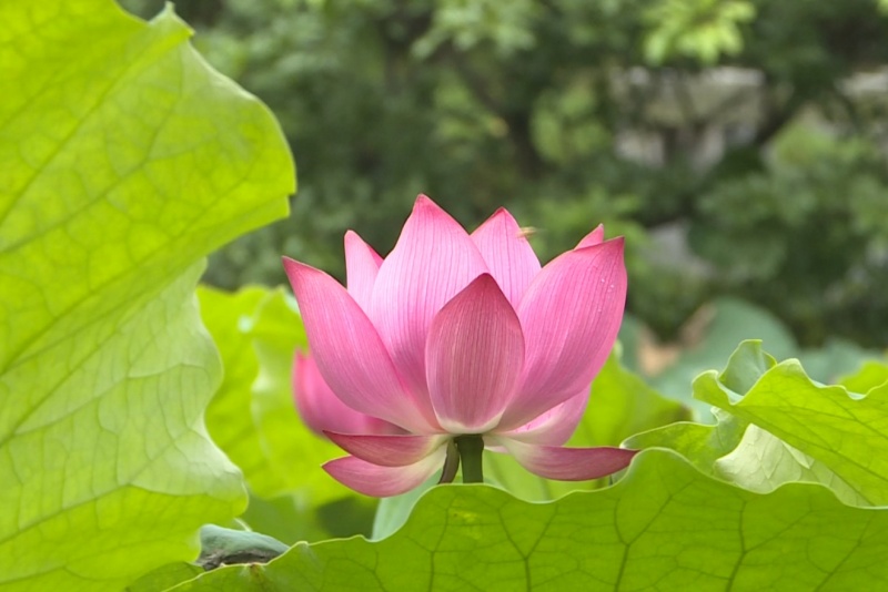 望牛墩：夏日賞荷正當時 碧波粉黛繪就清涼美景
