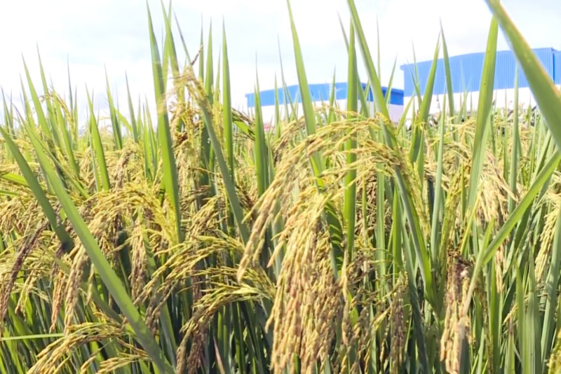 望牛墩：稻浪翻涌  豐收在望