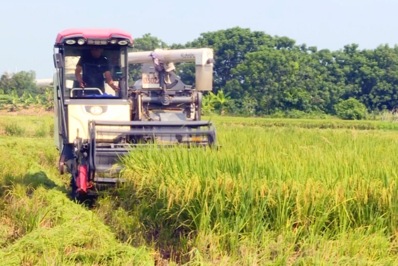 豐收時刻！望牛墩：早稻開鐮收割