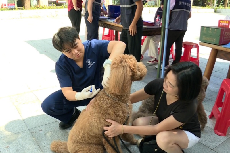 望牛墩鎮2025年秋季動物集中免疫工作全面鋪開