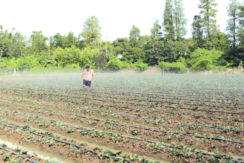 望牛墩：草莓種植正當時  冬日鮮甜提前約！