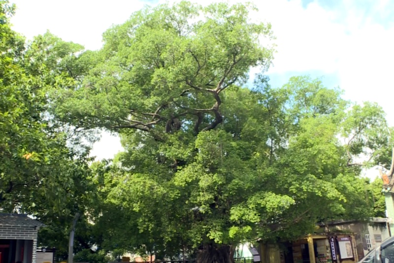 望牛墩：扶涌村古樹園建成，百年古樹留住&ldquo;綠色鄉愁&rdquo;
