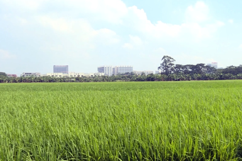 望牛墩：晚造水稻長勢良好  預計11月下旬開始收割