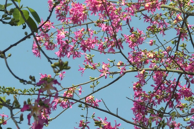 異木棉花開，望牛墩&ldquo;粉色浪漫&rdquo;已就緒