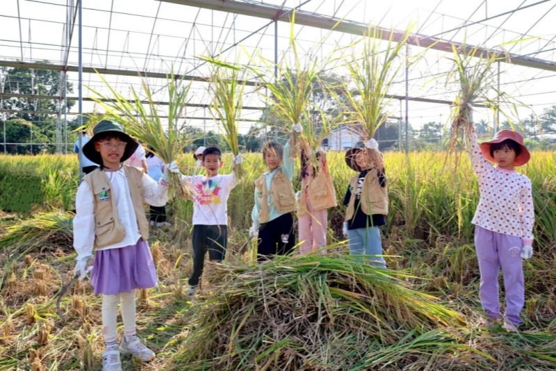 晚稻收割正當時 親子同享豐收樂