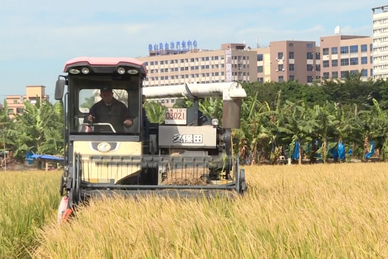 風吹稻浪香！望牛墩鎮晚稻收割忙