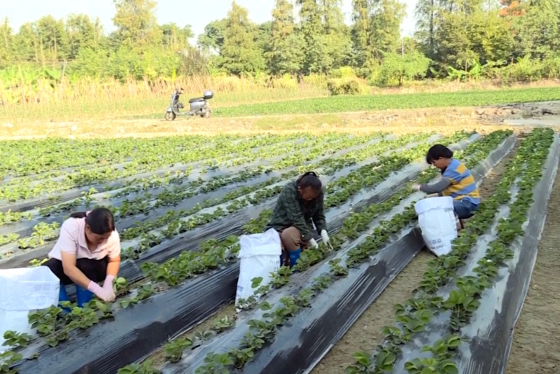 草莓陸續開花掛果 預計12月中旬甜蜜上市