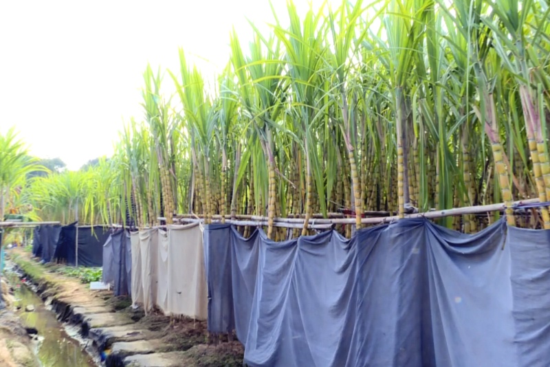 杜屋村甘蔗清甜上市 價格平穩