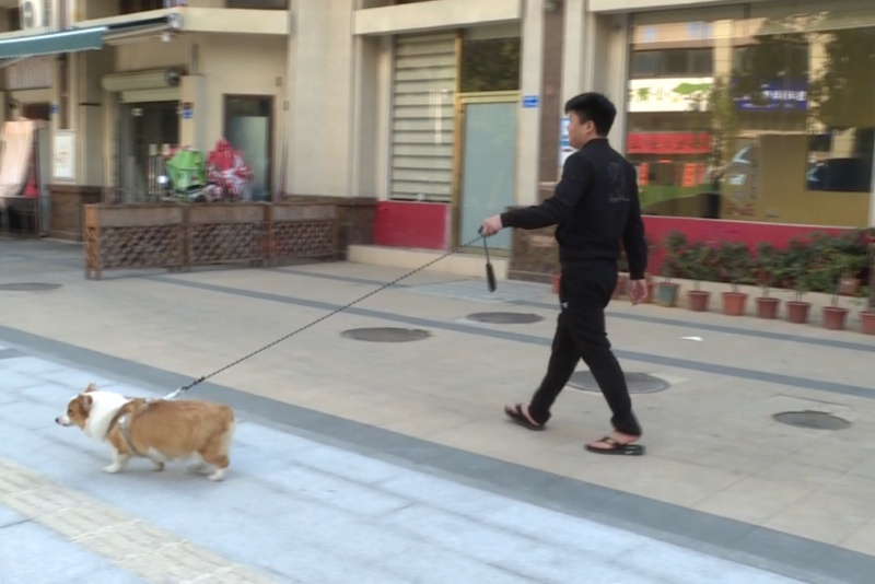 &ldquo;鏟屎官&rdquo;注意啦！新規1月1日起實施，請牽好&ldquo;文明繩&rdquo;