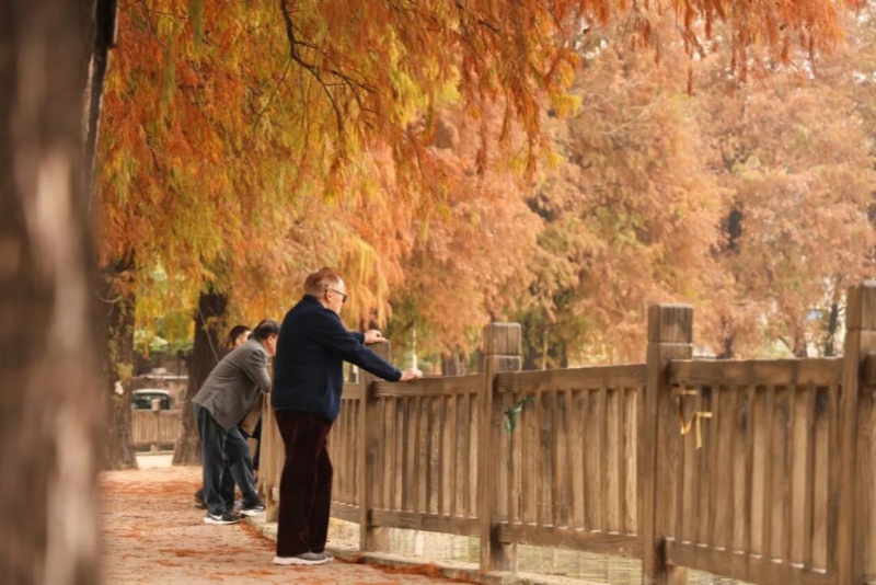 層林盡染！望牛墩鎮(zhèn)落羽杉進(jìn)入最佳觀賞期