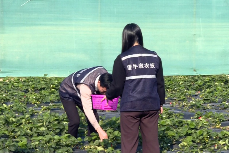 節前守護&ldquo;莓&rdquo;好食光 望牛墩鎮開展草莓質量安全專項監管行動