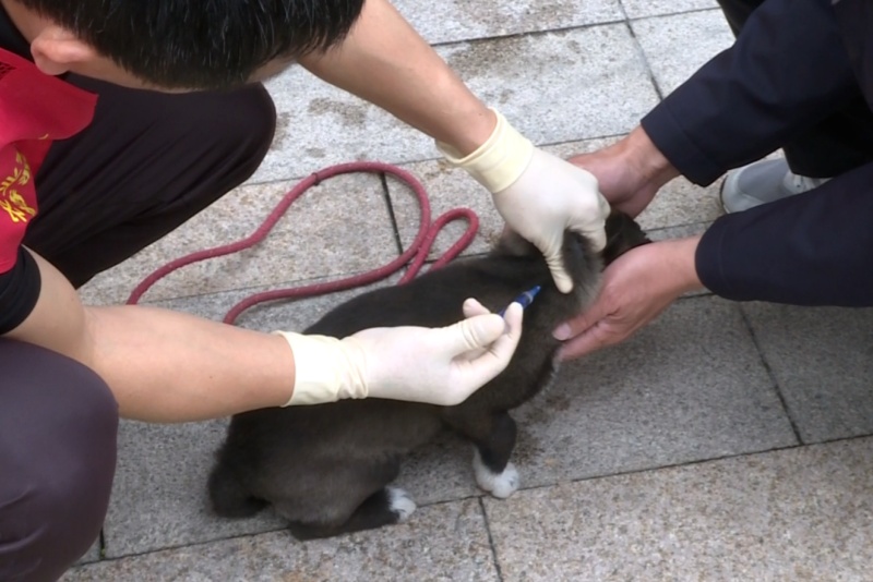 犬貓、家禽免費打疫苗！望牛墩鎮全面啟動春季動物防疫工作