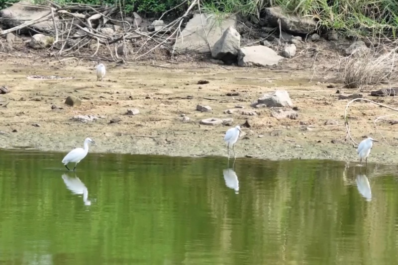 望牛墩：水清岸綠引白鷺 生態宜居盡顯水鄉魅力