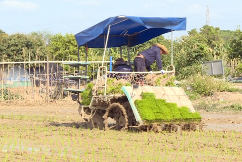 搶抓農時不負春！望牛墩全力推進早稻插秧工作